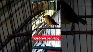 muntahin MATERI BREN AK47 asli keren banget pleci ngebren ciblek