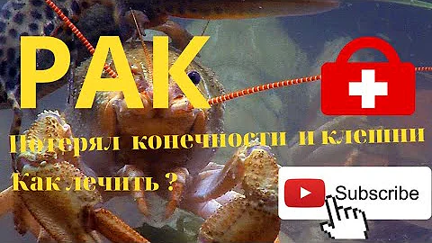 Рак потерял конечности и клешни! Что делать? Как лечить?