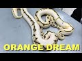 "Featured Morph" Orange Dream Ball Python !!