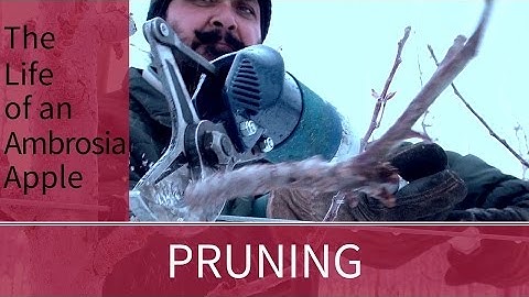 Pruning Ambrosia Apple Trees (Winter in the Orchard)