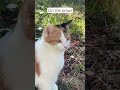 CC on the prowl. #rescuekittens