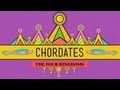 Chordates - CrashCourse Biology #24