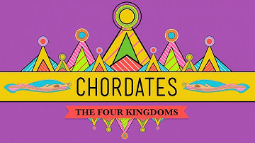 Chordates - CrashCourse Biology #24