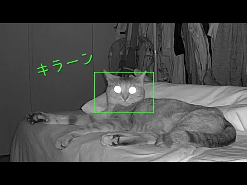 真夜中のベッドとムニャムニャな猫 | #モアクリ Vlog060