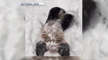 RAW VIDEO: Panda plays in snow at DC zoo