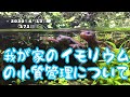 イモリウムの水質管理について、イモリウムとイモリの飼育方法2020年4月12日（172日目）