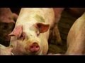 Challenges in Pig Farming