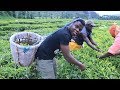 Harvesting Famous Rwanda Tea With Farmers
