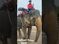 elephant live show