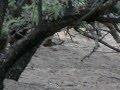 Mule Deer and a Wild Horse