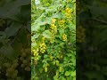 Барбарис обыкновенный, 14.05.2024 г. Растения Москвы