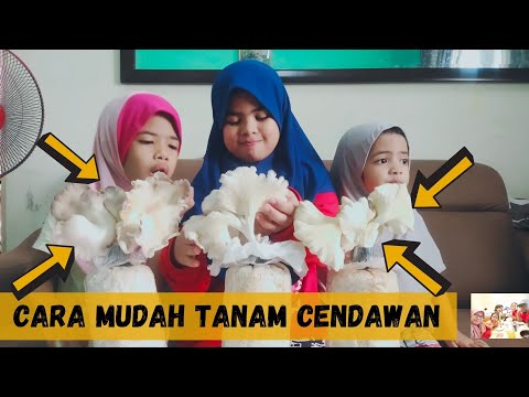 Video: Cara Garam Cendawan Tiram