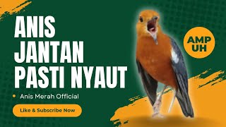 LANGSUNG NYAUT 10000 % ‼️ ANIS MERAH MACET BUNYI JIKA DENGAR SUARA INI PASTI NYAUT LANJUT GACOR | 93