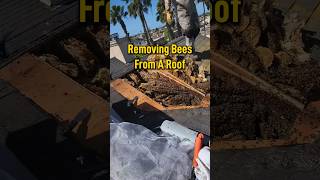 Removing Bees From A Roof #roofing #wildlife #roofrepair