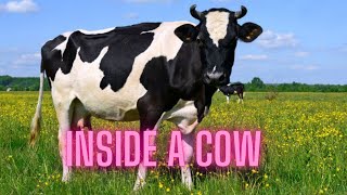 A Cows Digestive System