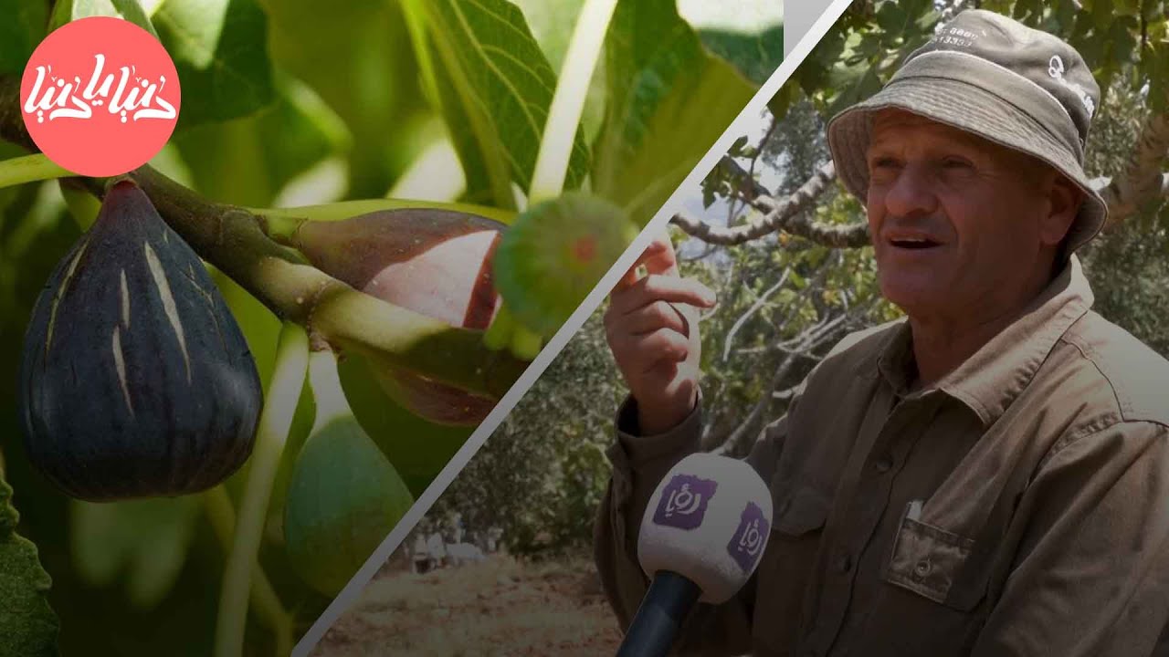 مُتعة موسم التين في بلدة سنجل في رام الله