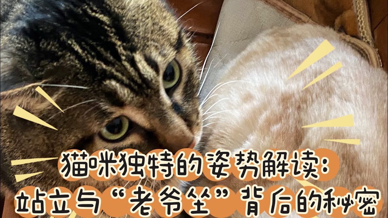 猫咪独特的姿势解读:站立与“老爷坐”背后的秘密#养猫经验分享 - YouTube
