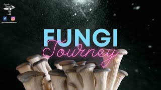 Fungi Journey  Meditación psicódelica 10 min | Microdosis psilocibina y sanación | Solo música
