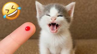 Funniest Cats and Dogs Clip 2025😼🐶Try Not To Laugh😜 #75