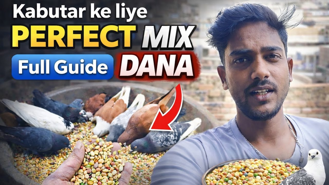 Kabutar ke liye pawar full daite 😱 #pigeon #kabutar #pigeonlaver #birds #fancy #rspigeonvlog23 