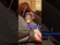 لراغبى المتعة مقابل مبالغ مالية القبض على 4 سيدات لإدارتهم بيت دعـ ـارة داخل شقة بالإسكندرية