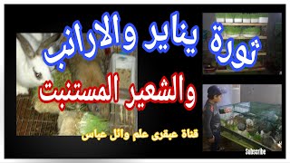 ثورة يناير والارانب والشعير المستنبت(كيفية عمل مزرعة ارانب وشعير مستنبت في نفس المكان)