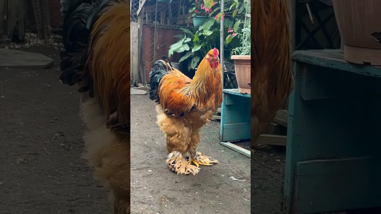 buff Columbian brahma 🥰 