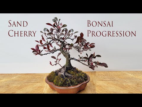 Video: Plum Leaf Sand Cherry Bush - Loj hlob Purple Leaf Sand Cherry Cog