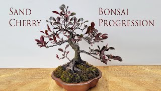 From the clearance rack at Lowe's to Bonsai  Purpleleaf Sand Cherry Tree Progression