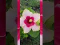 #new viral hibiscus #tranding content #short#tr@##
