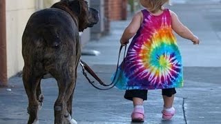 Compilation of dogs walking with babies