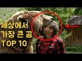 세상에서 가장 큰 곰 순위 TOP10