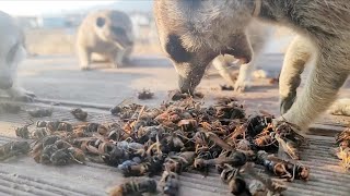Meerkat eats Asian giant hornet