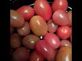 My tomatoes are ripe....from my garden. #garden #food #gardening