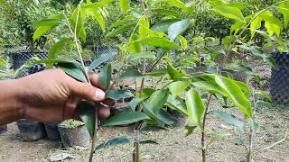 Ky hai nam grown in the south of Vinh Long province