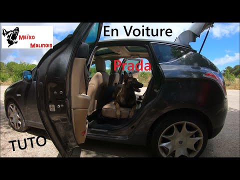 Vidéo: Comment amener les chiens à se comporter dans la voiture