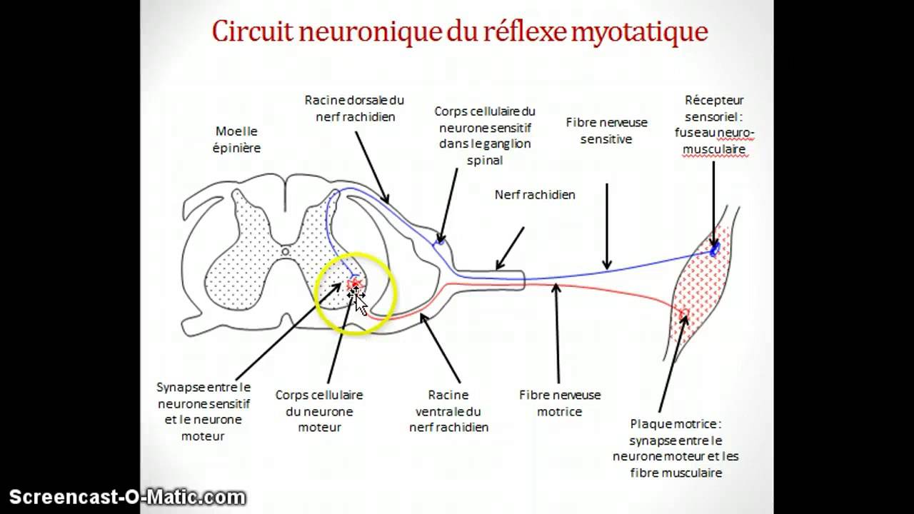 Circuit neuronique du réflexe myotatique YouTube