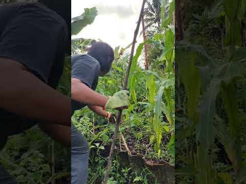 Video: Taman Three Sisters - Kacang, Jagung & Squash - Cara Berkebun