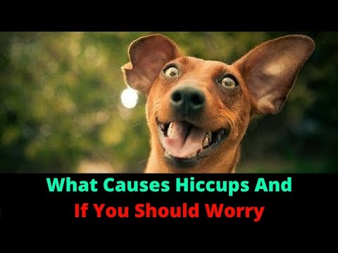 My Dog Has Hiccups! Is It Normal Or Should I Be Worried?