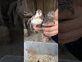 Moving the quail into their new home! #quail #chickens #aviary... #Shorts #simplychickensofficial