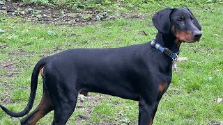 Joda, male Doberman@ 5 months, out for his playtime