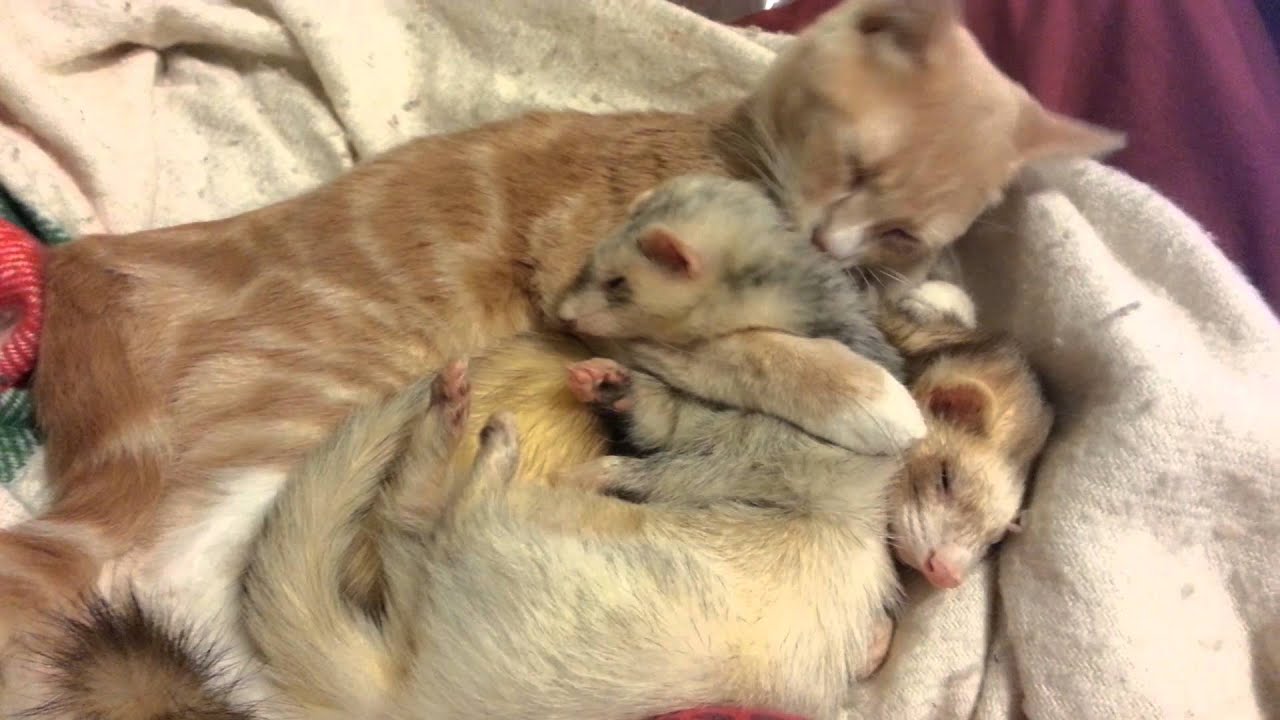 Cutest Dogs And Cats In The World Cutest Dogs And Cats In The World
