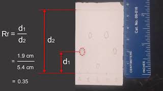 TLC of Analgesics Experiment Part 3, Visualizing Spots