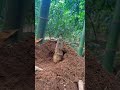Share bamboo shoot peeling tips #bamboo #survival #bambooacademy #satisfying #bambooleaves #cutting