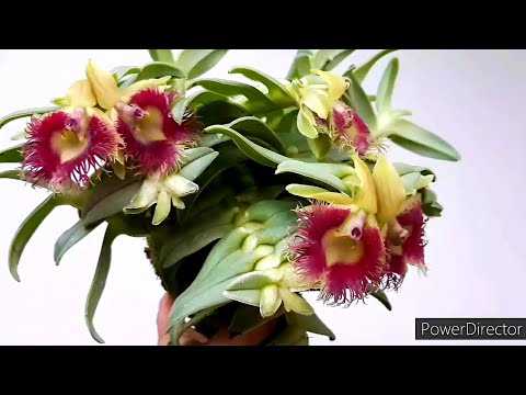Видео: Как вырастить орхидею эпидендрум?