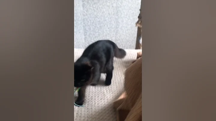 Watch the video about Cat or dog? #cat #kitten #cute #catlover #kitty #blackcat #love #animals #munchkincat #funny