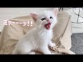 子猫が大声で何かを必死に訴えてきます…