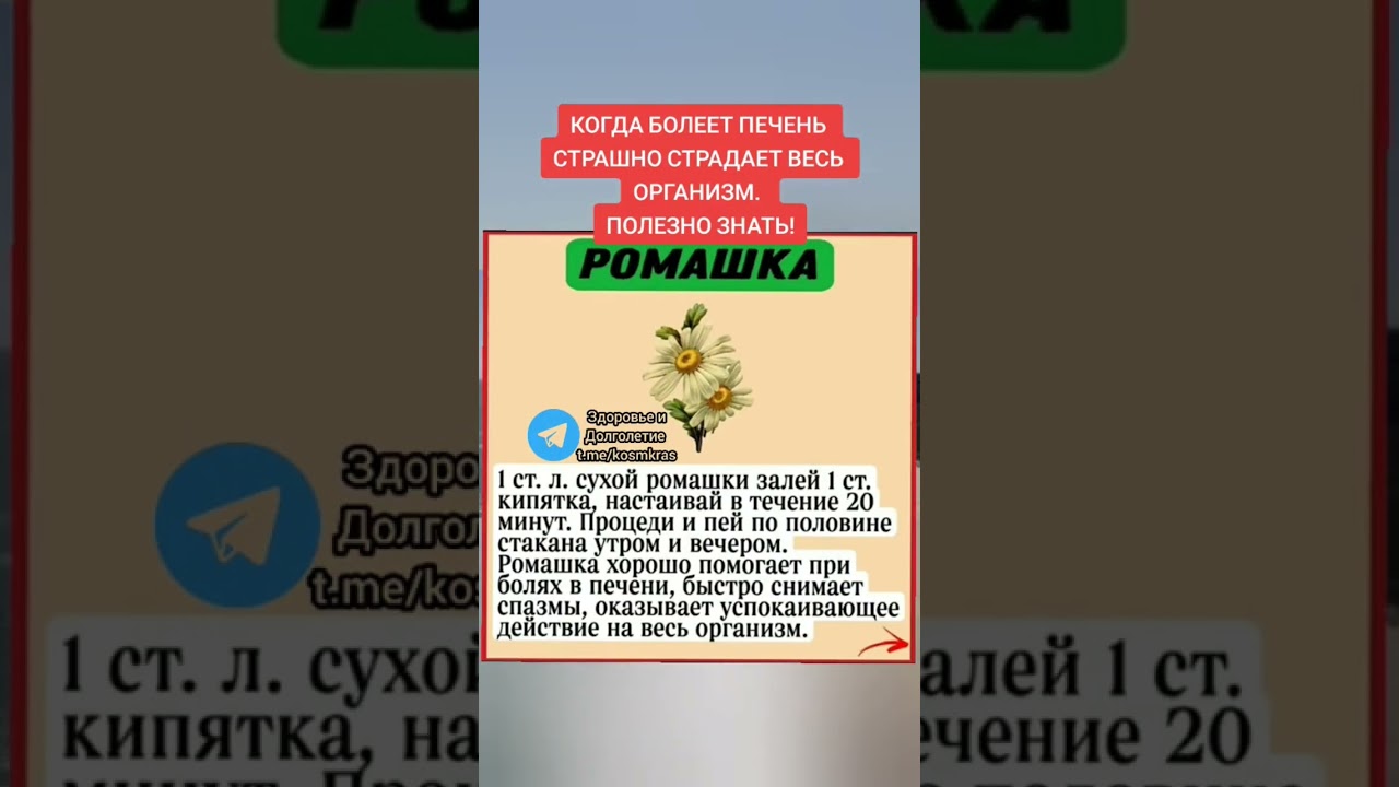 польза ромашки для организма #здоровье #зож #долголетие #народныерецепты #полезныесоветы #здоров