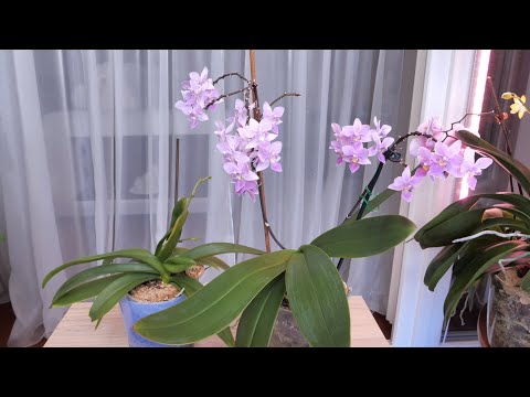Орхидея Сапфир СКИДЫВАЕТ ЦЕНТРАЛЬНЫЕ ЛИСТЬЯ. / Как посажены? Какие ПРОБЛЕМЫ? Как просто их РЕШИТЬ?