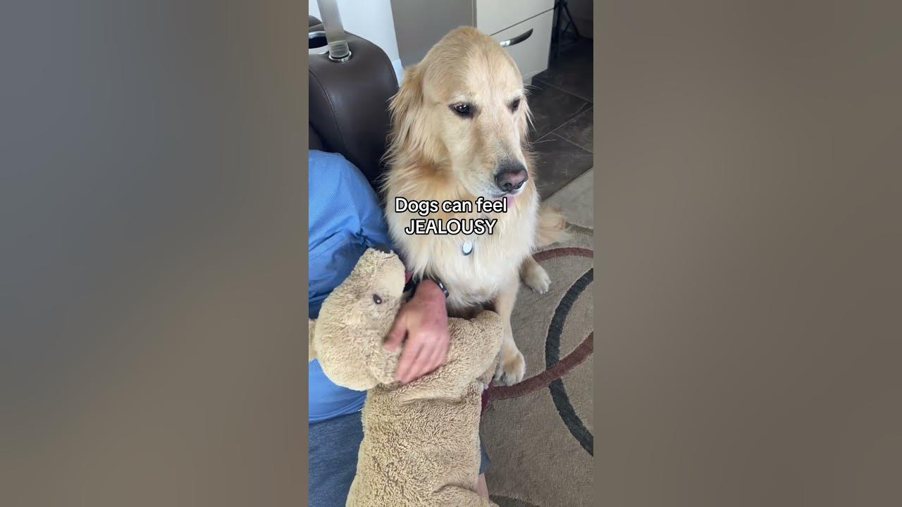 Does your dog look at you when he poops? Listen till the end! dogfacts